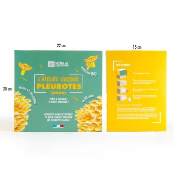 Kit de culture - Pleurotes Bio jaunes 4