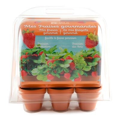 Plástico reciclado mini invernadero - semillas de fresa