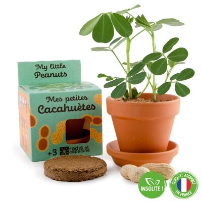 Peanut seeds to grow - 8cm pot