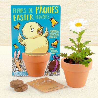 Easter chick and her daisies to sow