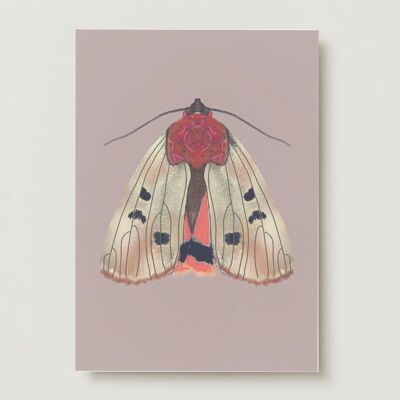 Cartolina d'auguri di falena insetto crema
