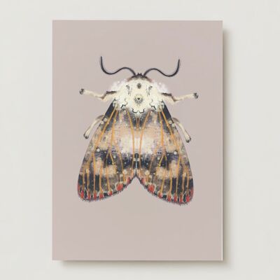Moth red dots insect moth greeting card