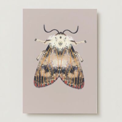Tarjeta de felicitación de polilla de insectos de puntos rojos de polilla