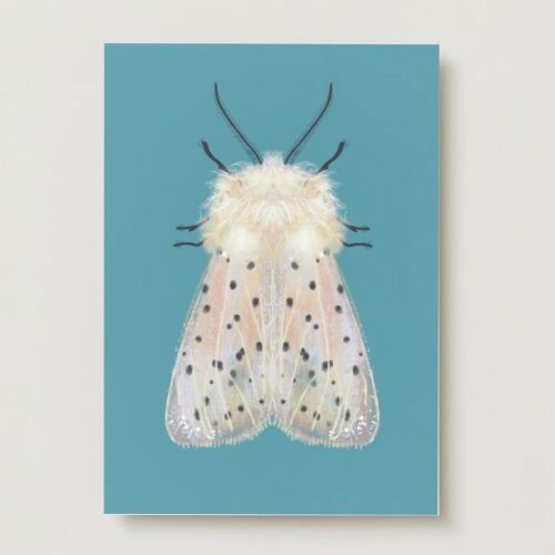 White moth insects greeting card