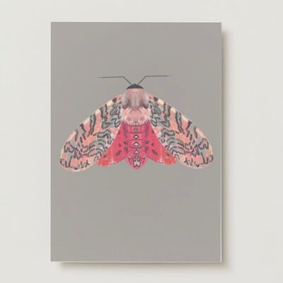 Pink red moth kl greeting card