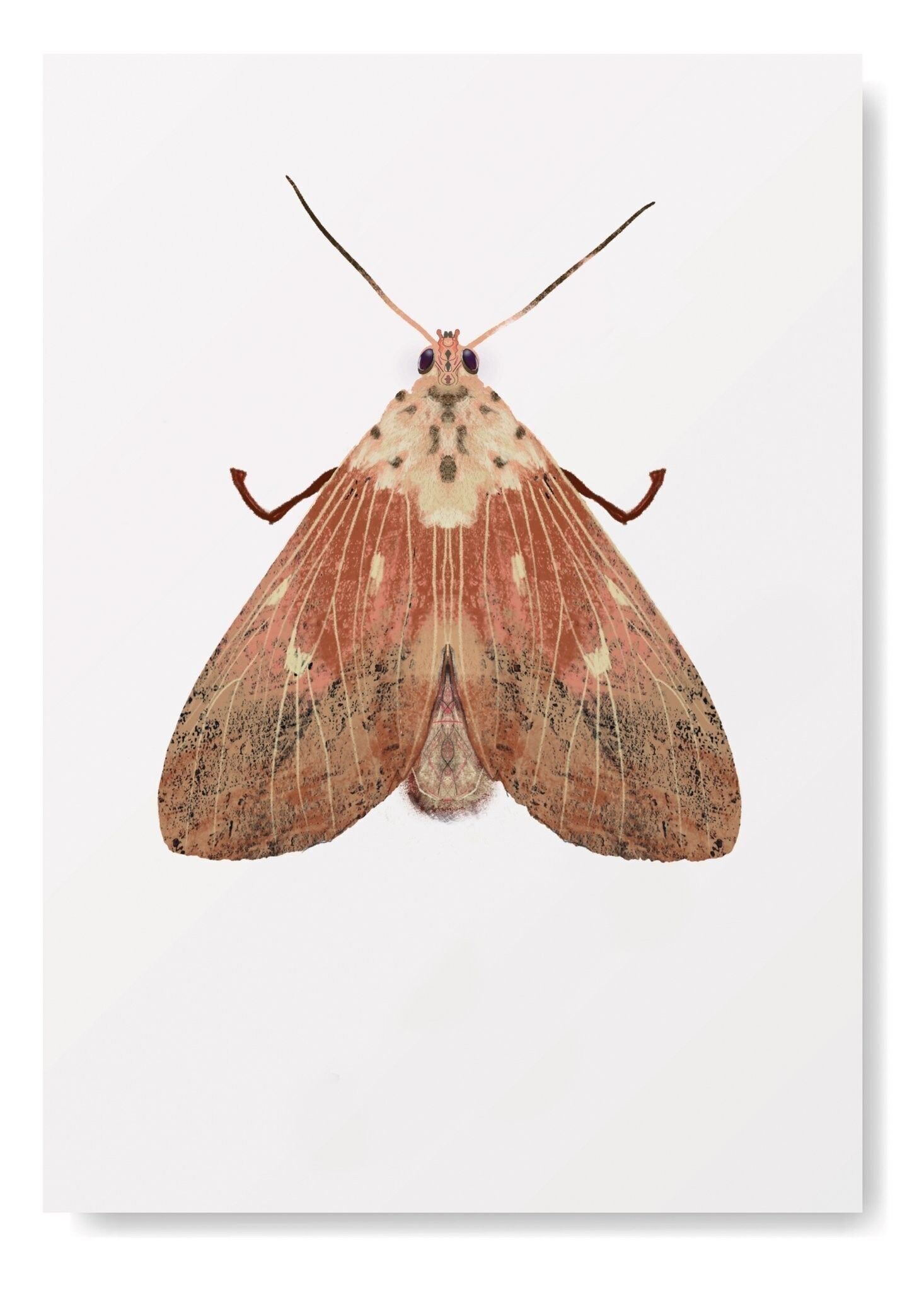 Vecchia cartolina d'auguri di falena insetto rosa falena