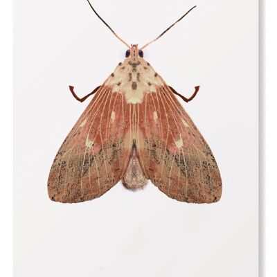 Vieille carte de voeux de papillon d'insecte de papillon rose