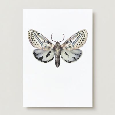 Carte de voeux de papillon d'insecte de papillon d'hiver