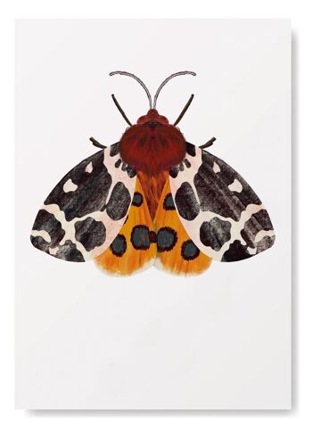 Carte de voeux de papillon d'insecte de papillon de bulbes 4