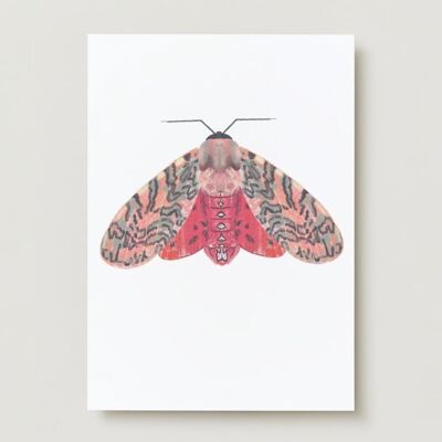 Pink Red Moth Greeting Card