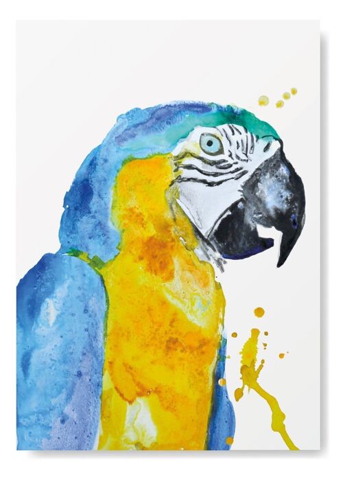 Macaw tropical bird Greeting card