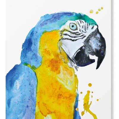 Tarjeta de felicitación de pájaro tropical guacamayo