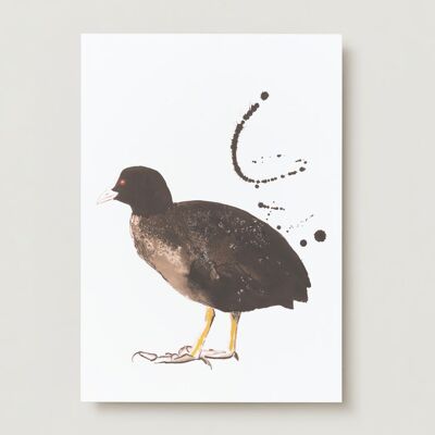 Coot bird Greeting card