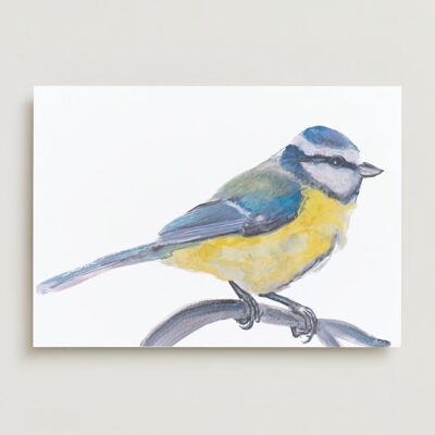 Blaumeise-Vogel-Grußkarte