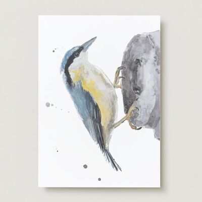 Nuthatch bird Greeting card