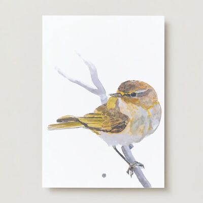 Chiff Chiff bird Greeting card