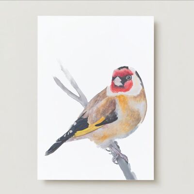 Goldfinch bird Greeting card
