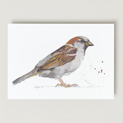 Sparrow bird Greeting card