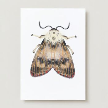 Ensemble de cartes de vœux Insectes -5 pièces 5