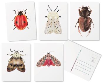 Ensemble de cartes de vœux Insectes -5 pièces 7