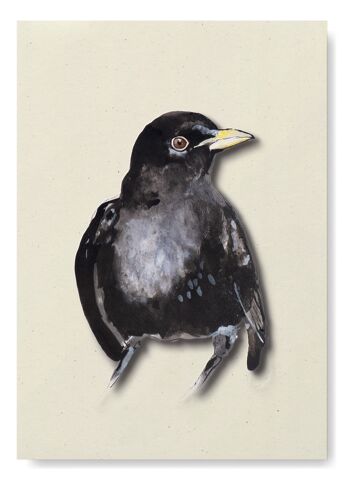 Calendrier d'anniversaire Oiseaux, 12 cartes de voeux, stylo - coffret cadeau 7