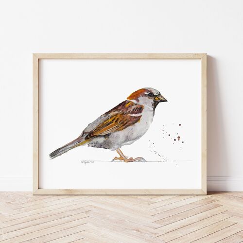 House Sparrow Bird Print A3