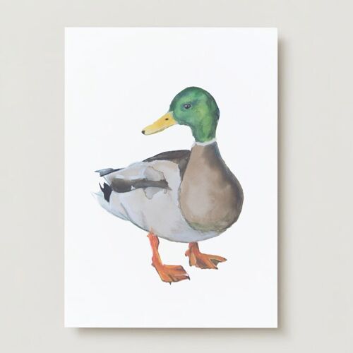 Duck in watercolor bird print A4