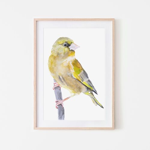 Greenfinch bird print A3