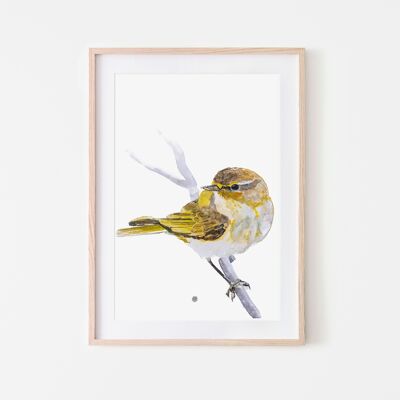 Chiffchaff bird print A3