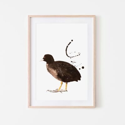 Coot bird print A3