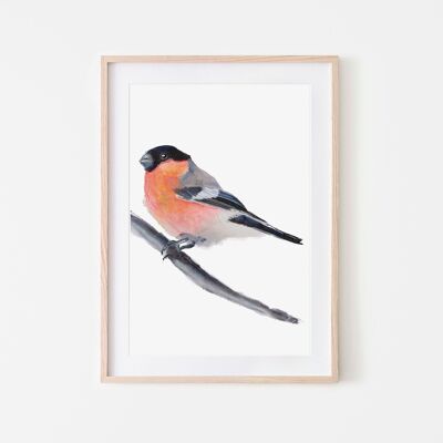 Bullfinch Bird Print A3