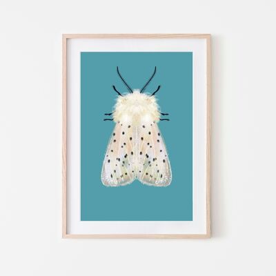 White moth on colored background insect moth print A3