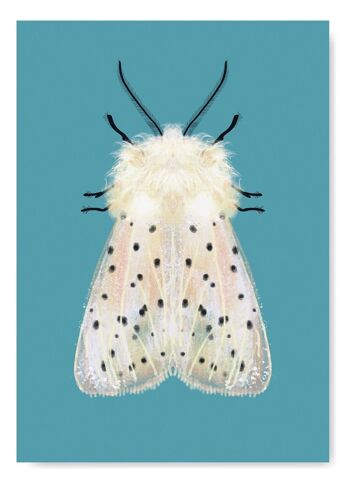 Papillon blanc sur fond coloré imprimé papillon de nuit insecte A3 5
