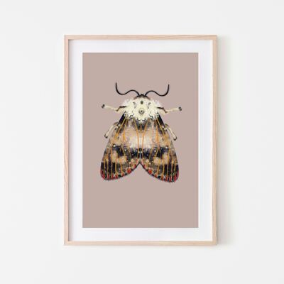 Moth with red dots insect moth A3