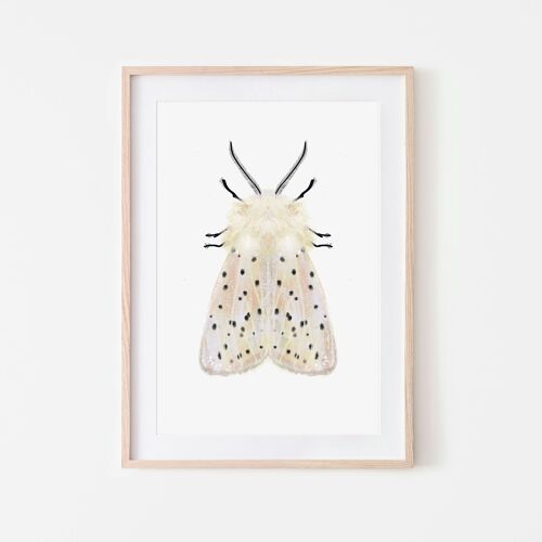White moth insect moth art print A3