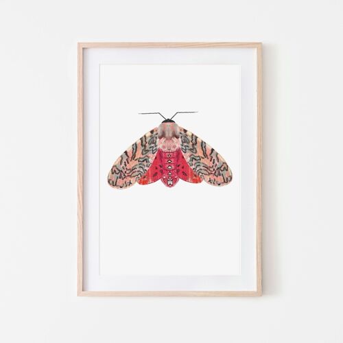 Pink red moth insect moth A4 and A3