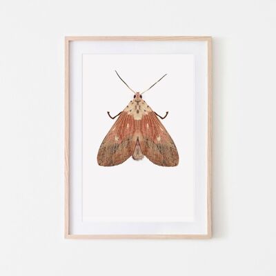 Old pink moth insect moth art print A3