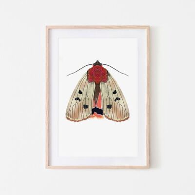 Beiger Motte-Insektenmotte-Kunstdruck A3