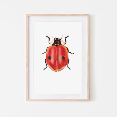 Stampa di insetti coccinella A3