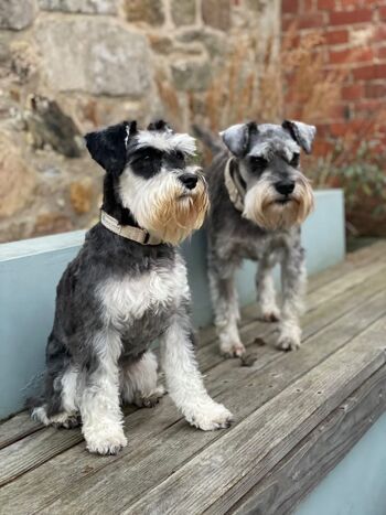 Collier de chien en chanvre martingale | Naturel | Écologique | Petit 4