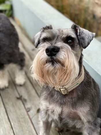 Collier de chien en chanvre martingale | Naturel | Écologique | Moyen 4