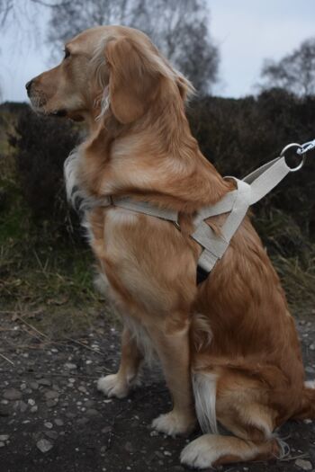 Harnais pour chien facile à mettre | Chanvre | Écologique | Moyen 3