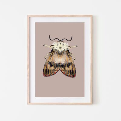 Moth with red dots insect moth print A4