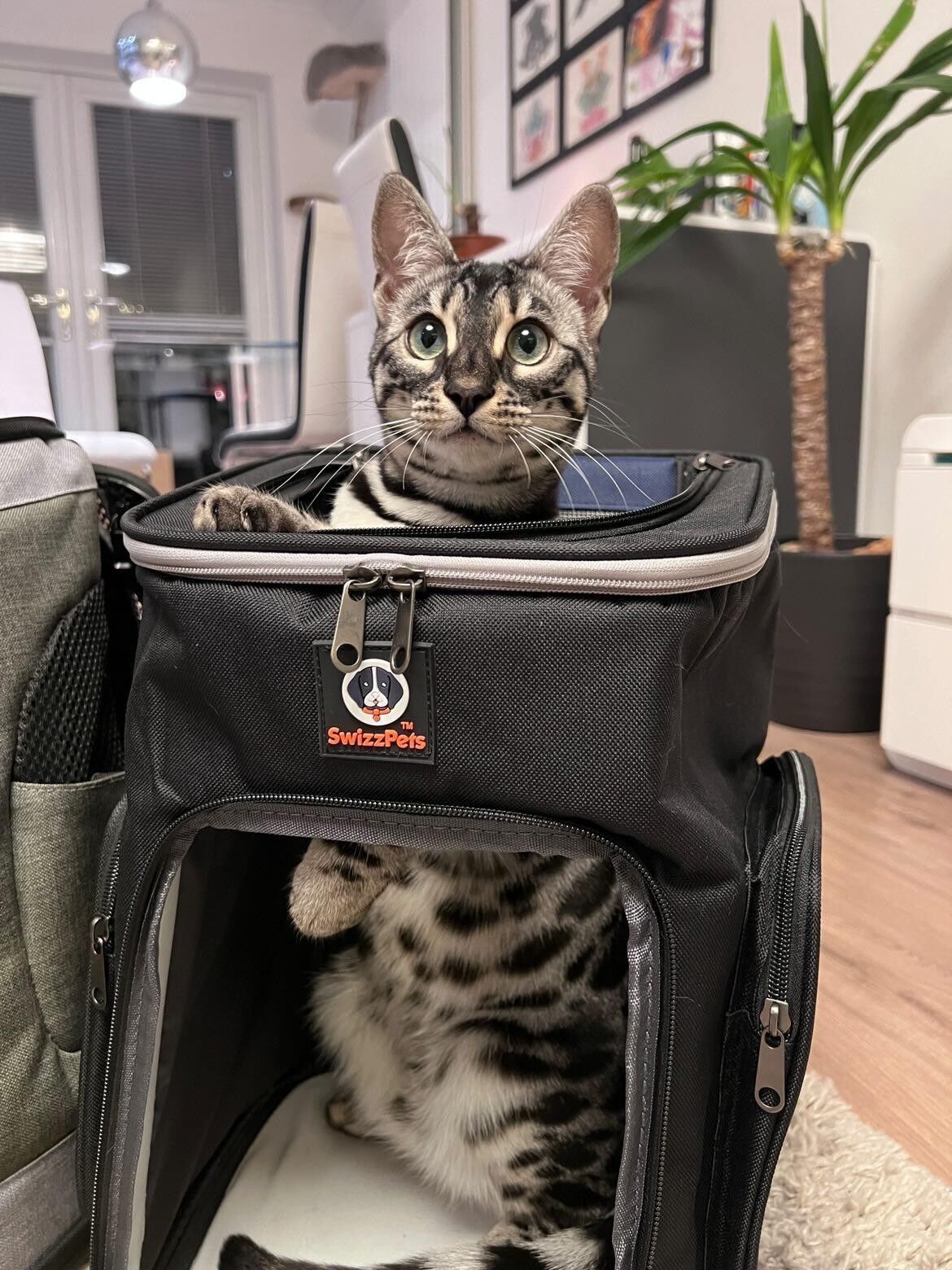 Buy shop cat backpack