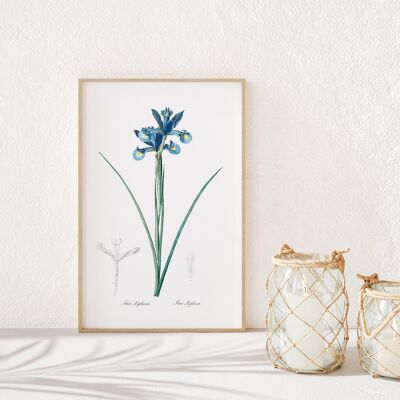 Blue VI Botanical Painting