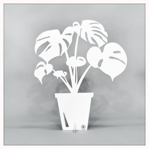 Monstera small white