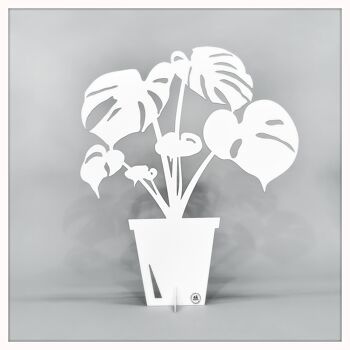 Monstera petit blanc 1