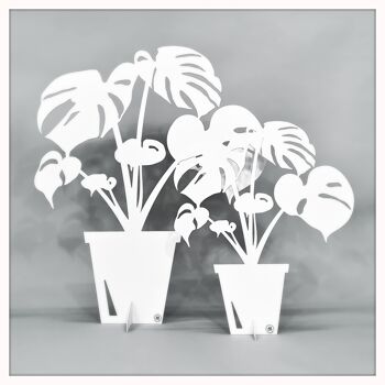 Monstera petit blanc 2