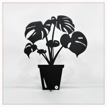 Monstera petit noir 1