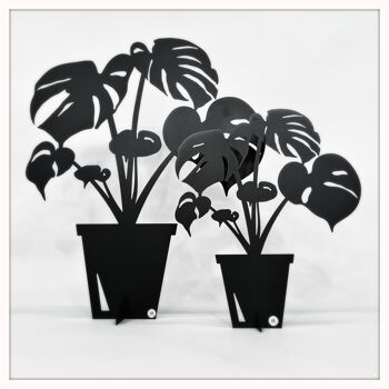 Monstera petit noir 2